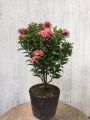 Cây Hoa Mẫu Đơn Thái Màu Tím Sen Gốc Khỏe, Cao 35 - 40cm, Hoa Nở Quanh Năm. 