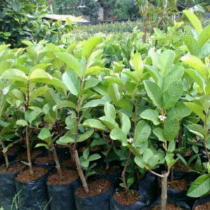 Bibit Jambu Kristal Premium - 100% Asli Hasil Cangkok + Gratis 1 Pohon Cangkokan jambu