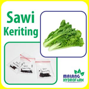 Benih Sawi Keriting Unggulan berkualitas biji bibit hydroponik hidroponik sayuran tanaman sayur bakso