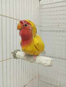 คอนลับเล็บ ยาว 10 ซม. เพียง 18 บาท สีขาว สไตล์มินิมอล เรียบง่าย กลมกลืมกับกรงนก ไม่ฉูดฉาด ไม่แย่งซีนนก