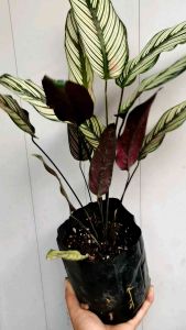 SOV Calathea majestica white star indoor plant real live plant pokok hidup rare plant