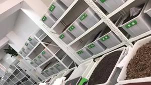 Bulk Large Bamboo Seeds: Fast Growing Jiangnan Bamboo & Edible Bamboo Shoots