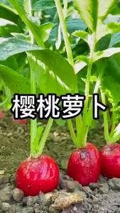 Cherry Radish Seeds Fruit Radish Seeds Balcony Four Seasons Potted Planting Easy-to-Grow Vegetable Seeds
