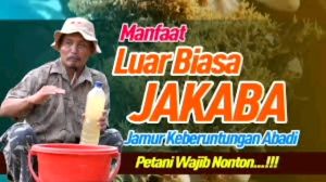 JAKABA PUPUK SUPER 250 ml Full jamur
