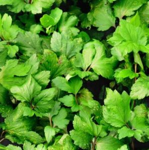 จิงจูฉ่าย แพ็ค2ต้น White Mugwort สมุนไพร