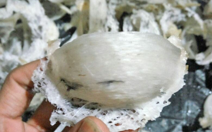 PER 10 GR SARANG BURUNG WALET BERSIH PELENGKAP MAKANAN DAN MINUMAN PER 10 GR SARANG BURUNG WALET BERSIH PELENGKAP MAKANAN DAN MINUMAN