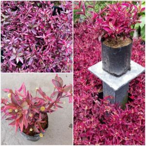 Red Alternanthera / 红紫草 / Pokok Brigo Merah / लाल अल्टर्नैंथेरा (Singapore Red Leaf Plant) – Colorful Foliage Fast Grow