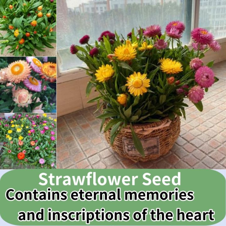 Strawflower Seeds for Planting Flowers Potted Flowering Plants Seeds