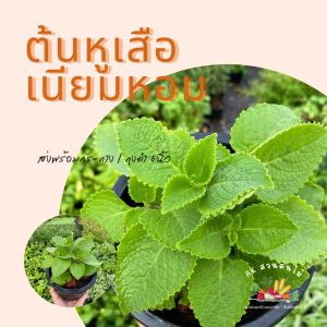 ต้นหูเสือ กระถาง 6นิ้ว สมุนไพร ผักสวนครัว ผักสวนครัวปลูกง่าย ผักสวนครัวพร้อมปลูก ผักออร์แกนิก