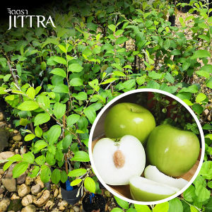 จิตตรา ต้นพันธุ์พุทราซุปเปอร์จัมโบ้ เสียบยอดสูง 60-80 ซม. ปลูกปีเดียวติดลูก พร้อมส่ง เครมฟรี ต้นพันธุ์ผลไม้ ต้นเตี้ย ผลดก