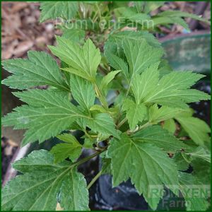 ต้นจิงจูฉ่าย จิงจูไฉ่ ในถุงดํา 5 นิ้ว แตกรากแล้วพร้อมขยายพันธ์ต่อ จิงจูฉ่าย