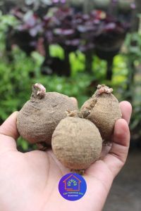 COD Paket umbi bunga dahlia jumbo siap tanam warna random tanaman hias oudoor berbunga cantik