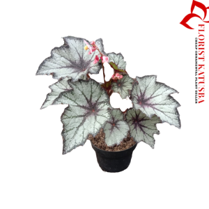 Begonia Dark Glowmy Premium - Tanaman Hias Daun Warna-Warni untuk Taman