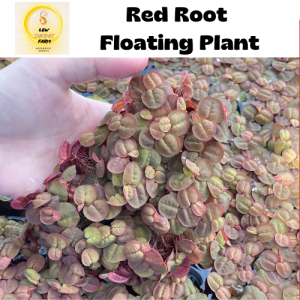 [READY STOCK] Red Root Floaters Plant /Kiambang Akar Merah (Phyllanthus fluitans) / tumbuhan air/ Aquarium water plant