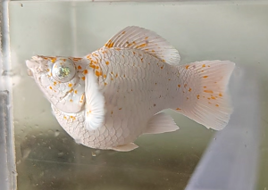 Balloon Molly Sakura fish with orange spots in aquarium tank.