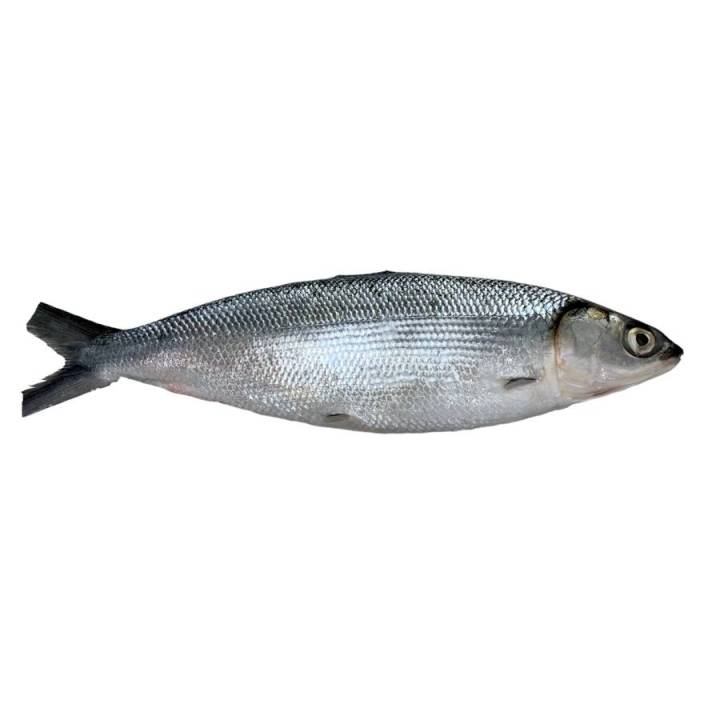 Frozen [Pang-ihaw] Whole Bangus Cleaned (400-500g) | Lazada PH