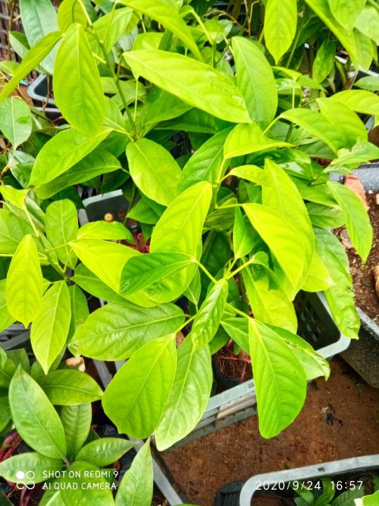 c%C3%A2y%20gi%E1%BB%91ng%20b%C3%B2n%20bon%20th%C3%A1i%20lan%20-%20Image%206