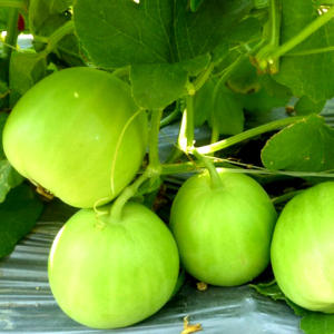 Hạt giống dưa lê gói 2 gram | Tỷ lệ nảy mầm cao