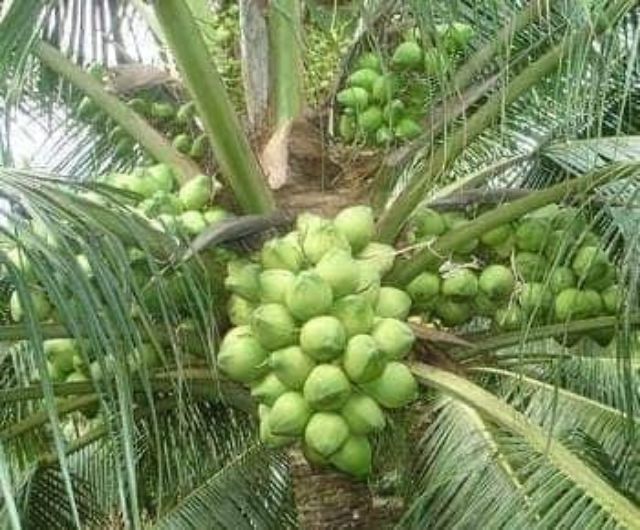 D%E1%BB%AAA%20D%E1%BB%A8A%20(D%E1%BB%AAA%20TH%C6%A0M%20TH%C3%81I%20LAN)-%20c%C3%A2y%20gi%E1%BB%91ng%20-%20c%C3%A2y%20nh%C6%B0%20%E1%BA%A3nh%20-%20Image%204