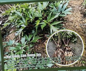 Hạt Giống Cây Sâm Đương Quy – Gói 100 Hạt – Seeds1
