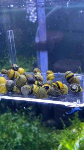 3 +(1 DOA) bumble bee snail nerite 0.7-1 cm