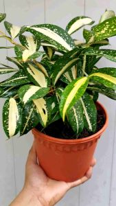 SOV Draceana Surculosa Milky Way P170 Indoor Plant Pokok Hidup Real Live Plant Buluh Jepun