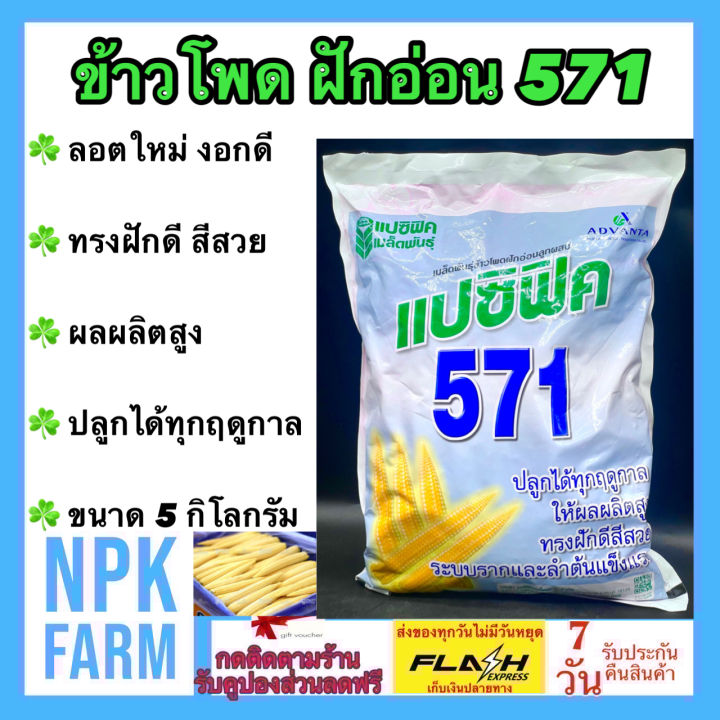 เมล็ดพันธุ์ข้าวโพดฝักอ่อน 571 แปซิฟิค ผลผลิตสูง สีสวย