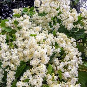 ลัดดาวัลย์ ต้นใหญ่ดอกสวย กลิ่นหอม กระถางใหญ่ 15 นิ้ว สูง 1.50 เมตร (กทม)