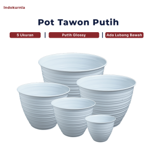 Indokurnia Pot Tawon Putih
