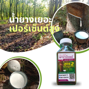 สินค้าทดลอง “พาราโกลด์” สูตร 2 น้ำยางออกเต็มหน้า กรีดง่าย ต้นไม่โทรม เพิ่มธาตุอาหารให้ต้นยาง ข่วยเพิ่มน้ำยาง ป้องกันรักษาเส้นดำ เปลือกเน่า หน้ายางแห้ง