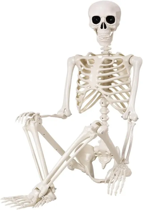 N Skeleton 36