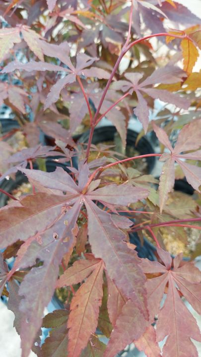 Japanese Maple Indoor House Home Potted Plant Gardening | Lazada Singapore
