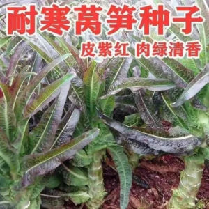 Green-skinned green-fleshed fragrant lettuce shredded red lettuce four-season vegetables