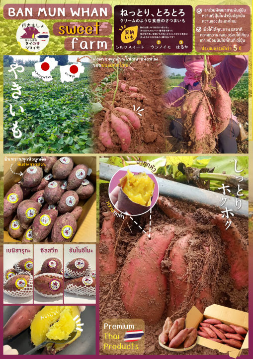 Oishi-Fresh%20%E0%B8%A1%E0%B8%B1%E0%B8%99%E0%B8%AB%E0%B8%A7%E0%B8%B2%E0%B8%99%E0%B8%8D%E0%B8%B5%E0%B9%88%E0%B8%9B%E0%B8%B8%E0%B9%88%E0%B8%99%E0%B8%AA%E0%B8%B2%E0%B8%A2%E0%B8%9E%E0%B8%B1%E0%B8%99%E0%B8%98%E0%B8%B8%E0%B9%8C%20Silk%20sweet%20%F0%9F%87%B9%F0%9F%87%AD%E0%B8%9B%E0%B8%A5%E0%B8%B9%E0%B8%81%E0%B9%84%E0%B8%97%E0%B8%A2%F0%9F%87%B9%F0%9F%87%AD%20%E0%B9%81%E0%B8%9A%E0%B8%9A%E0%B8%94%E0%B8%B4%E0%B8%9A%F0%9F%8D%A0%F0%9F%8D%A0%E0%B9%80%E0%B8%99%E0%B8%B7%E0%B9%89%E0%B8%AD%E0%B9%80%E0%B8%AB%E0%B8%A5%E0%B8%B7%E0%B8%AD%E0%B8%87%20%E0%B8%99%E0%B8%B8%E0%B9%88%E0%B8%A1%20%E0%B8%AB%E0%B8%AD%E0%B8%A1%20%E0%B8%89%E0%B9%88%E0%B8%B3%20%E0%B8%AB%E0%B8%A7%E0%B8%B2%E0%B8%99%E0%B8%95%E0%B8%B2%E0%B8%A1%E0%B8%98%E0%B8%A3%E0%B8%A3%E0%B8%A1%E0%B8%8A%E0%B8%B2%E0%B8%95%E0%B8%B4%20%E0%B8%AB%E0%B8%A7%E0%B8%B2%E0%B8%99.%E0%B8%88%E0%B8%B1%E0%B8%94%E0%B8%AA%E0%B9%88%E0%B8%87%2024%20%E0%B8%8A%E0%B8%A1.%20-%20Image%204