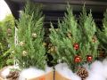 Cây Sơn Tùng, Cây Trang Trí Giáng Sinh, Cây Thông Noel Cao 1Met.