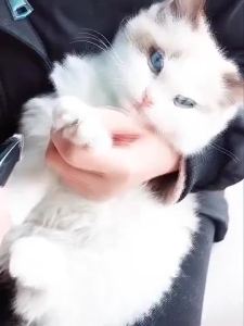 ❤️READY STOCK❤️Dog Cat Foot Hair Trimmer  Paw Nail Grooming Clipper Electrical Cat Cutter Machine Rechargeable Shaver