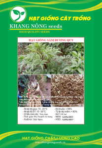 Hạt Giống Cây Sâm Đương Quy – Gói 100 Hạt – Knseeds