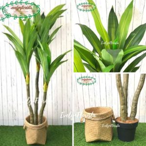 Pohon Daun Pandan Bali X3 T180 Latex Artificial Cover Pot Anyaman Purun Handle Tanaman Hias Pajangan Dekorasi