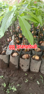 Bibit Alpukat Hass Australia Original Super