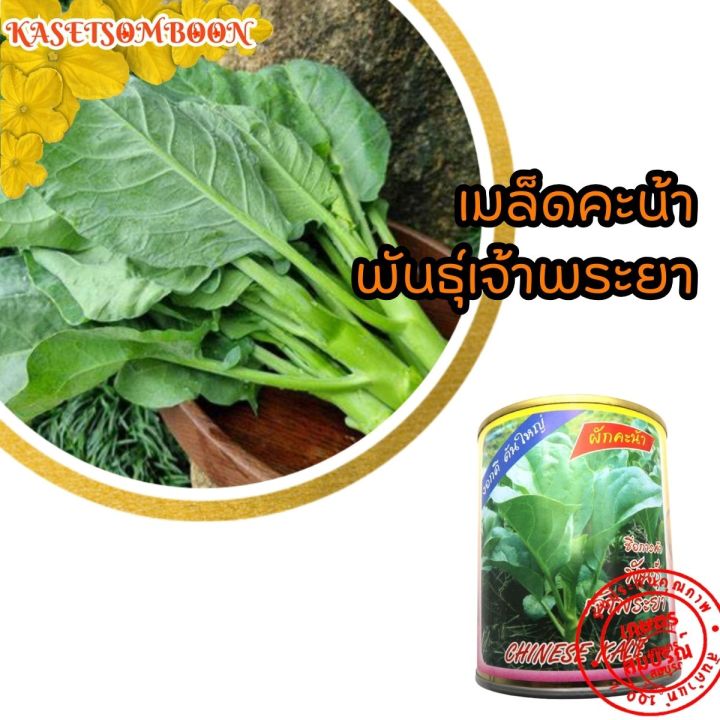 เมล็ดคะน้าพันธุ์เจ้าพระยา ตราต้นไผ่ 80 กรัม สำหรับเกษตรกร