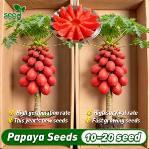 [Hot Sale] 100% Authentic Red Papaya Seeds (15pcs/pack) High Yield Sweet Red Lady Dwarf Papaya Seeds Bonsai Papaya Seeds for Planting Vegetable Plants Dwarf Red Baby Plant Fruit Seeds Fruit Bearing Tree Seedlings Real Plant Red Lady F1 Papaya Seeds
