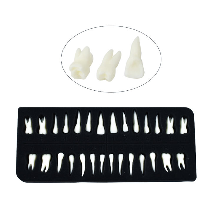 28Full Mouth Tooth Model Dental Oral Monochrome Permanent Tooth Model ...