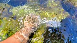 Fish Tank Decoration Natural Conch Shell Roll Shell Fish Hermit Crab Spare Replacement Landscape Shell Fish Tank Landscape Decoration Aquarium Decoration