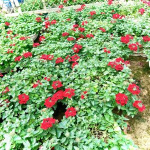 Cây cúc indo chậu treo (ảnh thật)