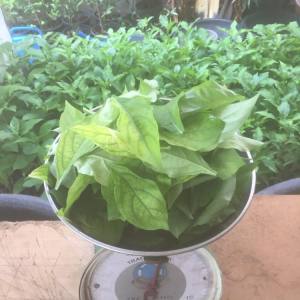 ต้นอังกาบหนูเป็นต้นไม้แท้ต้องมีดอกสีเหลืองมีหนามปลูกได้กับดินทุกชนิด จัดส่งพร้อมกระถางขนาดออกรากทุกต้น พร้อมปลูกลงพื้นดินเพื่อขยายพันธุ์ได้ทันที