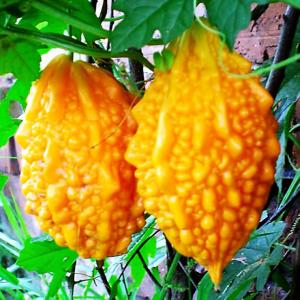 Golden Leper Grape Seeds (4 seeds) /小赖瓜种子/Golden Small Melon Bitter Gourd Seeds