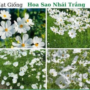 Hạt Giống Hoa Sao Nhái Trắng(Gói 300 hạt)Hoa Nở Siêu Đẹp & Dễ Trồng