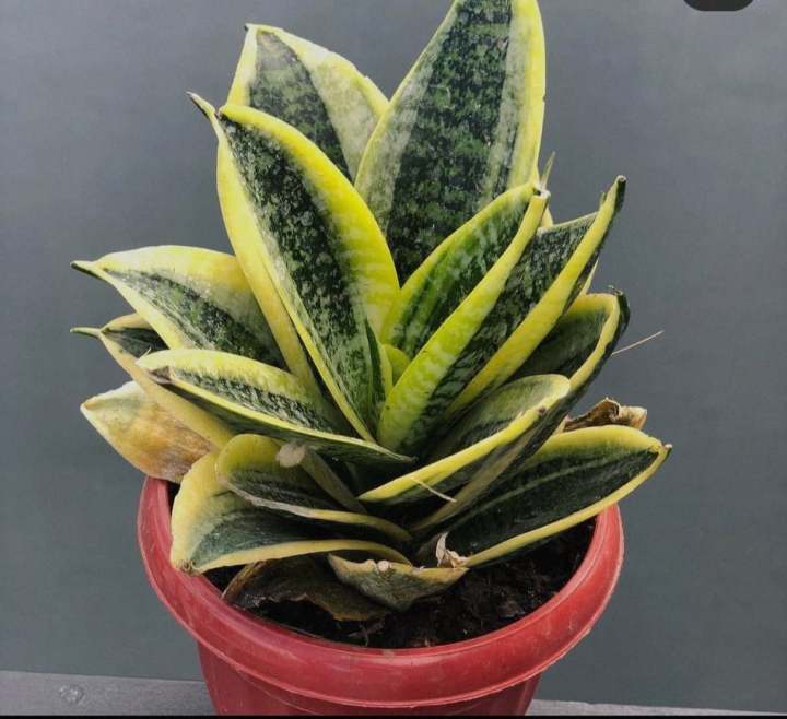 buying succulents online Haworthia Mutica (Window Haworthia)  Buy Cheap Succulents Online in I   Frek