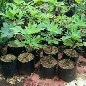 Bibit tanaman buah tin green jordan BERLIAN BIBIT UNGGUL