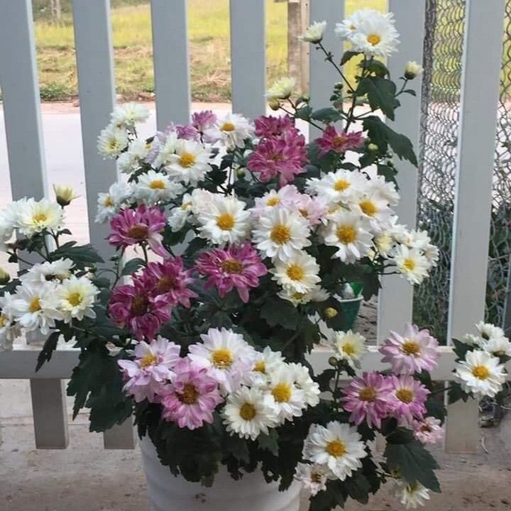 C%C3%A2y%20gi%E1%BB%91ng%20c%C3%BAc%20ti%E1%BB%83u%20th%C6%B0%20-%20Image%202